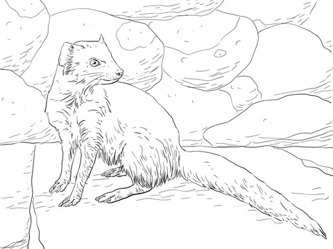 Yellow Mongoose Coloring Page